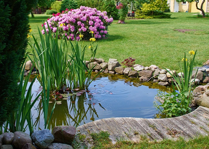 Petit étang dans un jardin