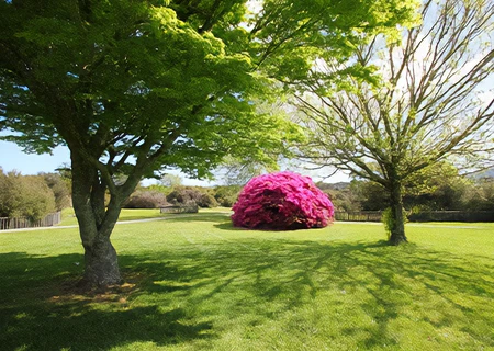 Jardin fleuri