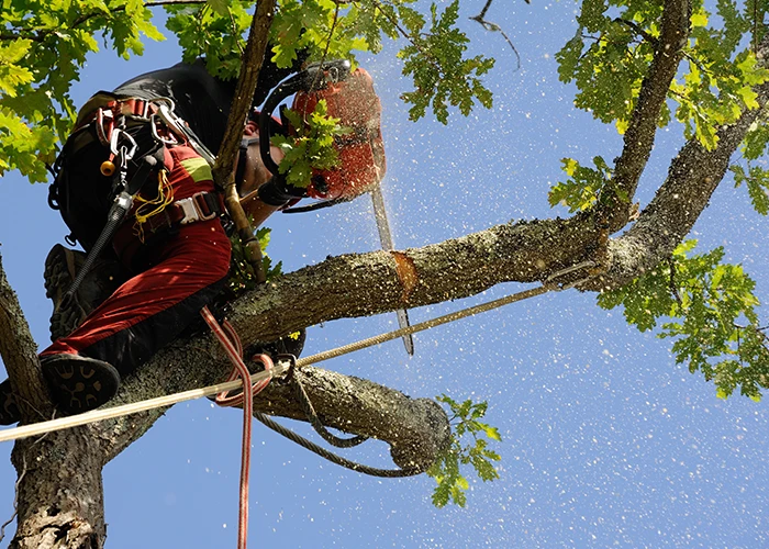 Abattage d'un arbre
